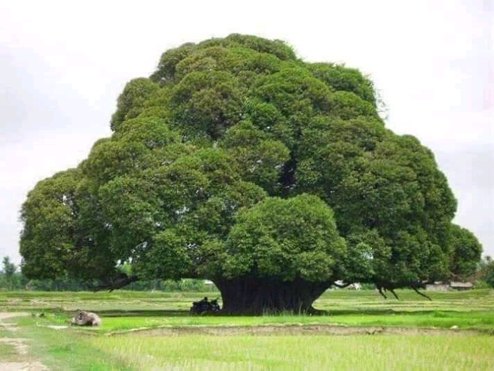 Rupandehi - Beautiful city in Nepal