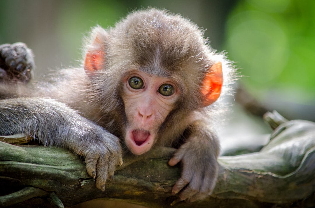 Monkey Bunky-3Monkeys Backpacker's Hostel - Premium hotel in Nepal
