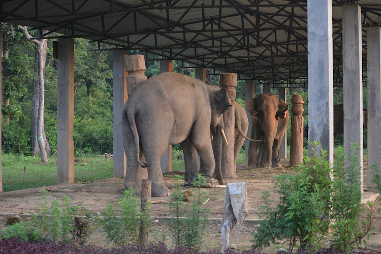 BANKE NATIONAL PARK National Park, Nepal - gallery