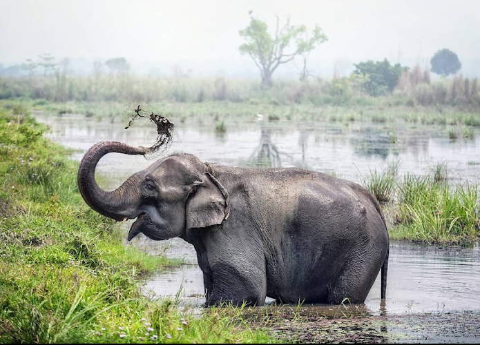 Chitwan National Park