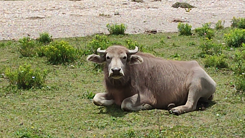DHORPATAN HUNTING RESERVE - Nepal's protected wildlife sanctuary