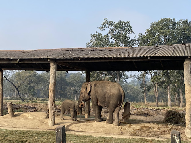 ELEPHANT BREEDING CENTER - Nepal's protected wildlife sanctuary