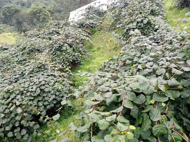 Local Market in Nepal