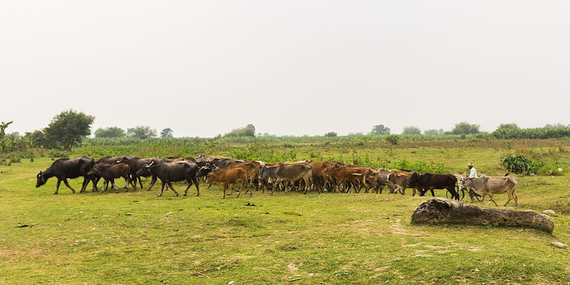 Koshi TAPPu Wildlife Reserve - Nepal's protected wildlife sanctuary