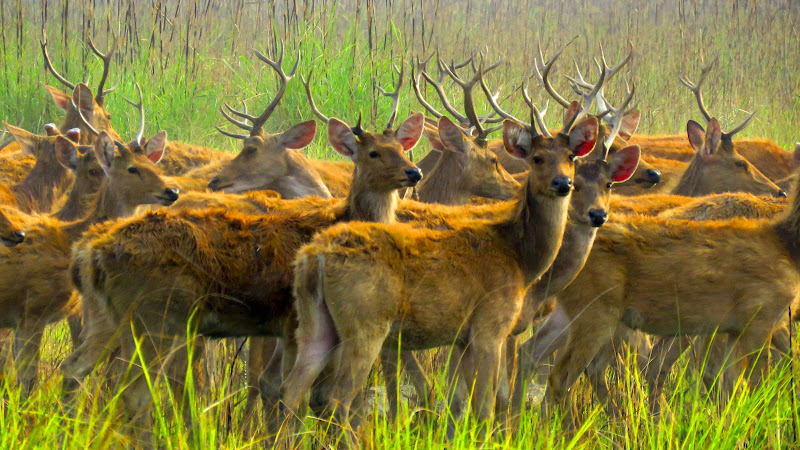 Shuklaphanta National PARK - Nepal's protected wildlife sanctuary